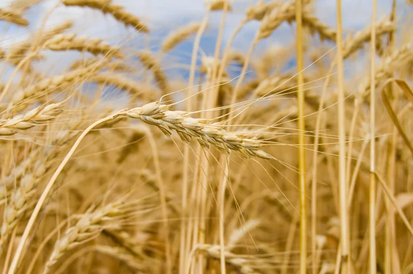 小麦ゴールド色 — ストック写真