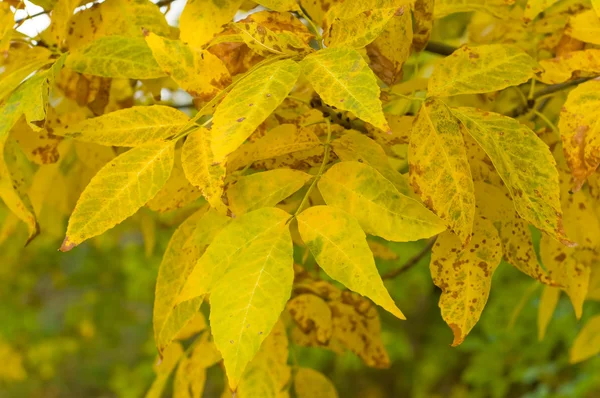 Frunză de aur — Fotografie, imagine de stoc