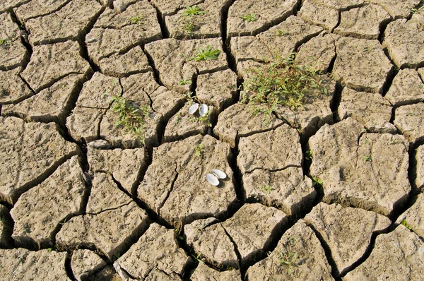 Textura de tierra seca — Foto de Stock