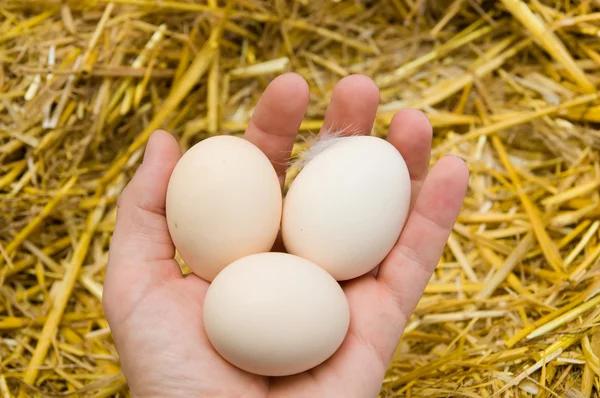 Яйца в руке — стоковое фото