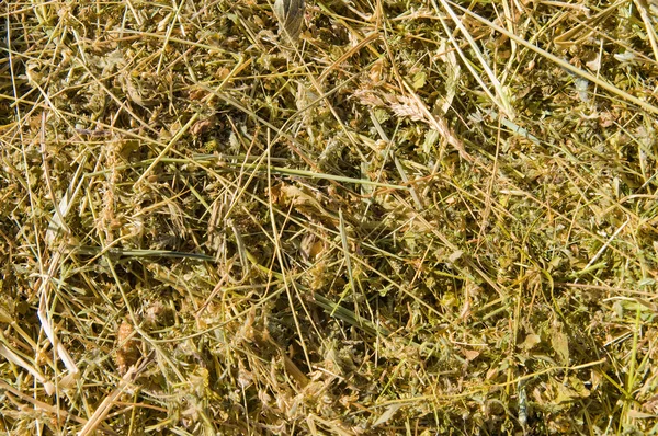 Heno amarillo hierbas secas —  Fotos de Stock