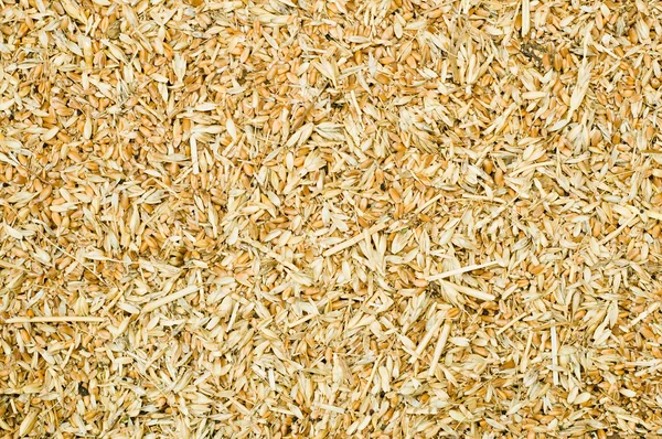 Grains with a husk — Stock Photo, Image