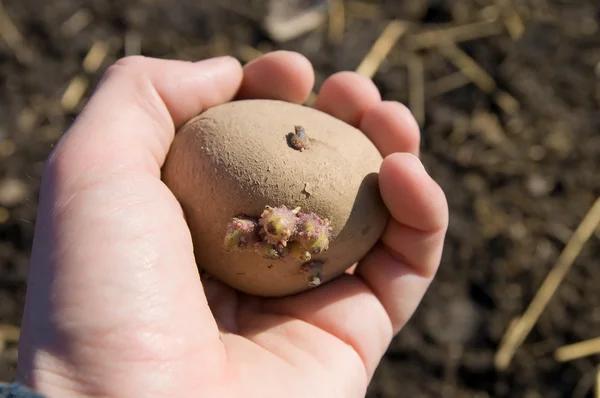 Potatoes in hand — Stock Photo, Image
