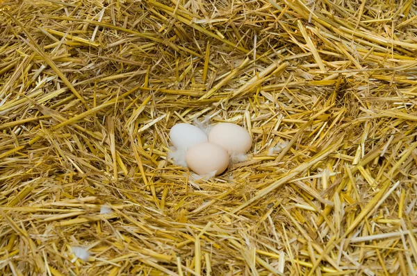 Яйца на соломе — стоковое фото
