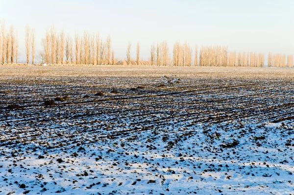Fältet under snö — Stockfoto