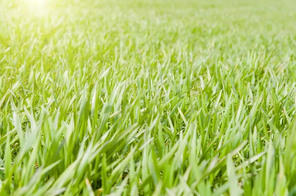 Güneşli grreen çimen — Stok fotoğraf