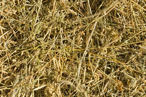 Dry herb — Stock Photo, Image