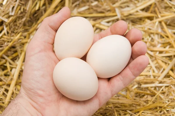 Яйца в руке — стоковое фото