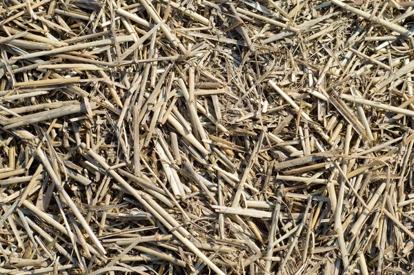 Old straw — Stock Photo, Image