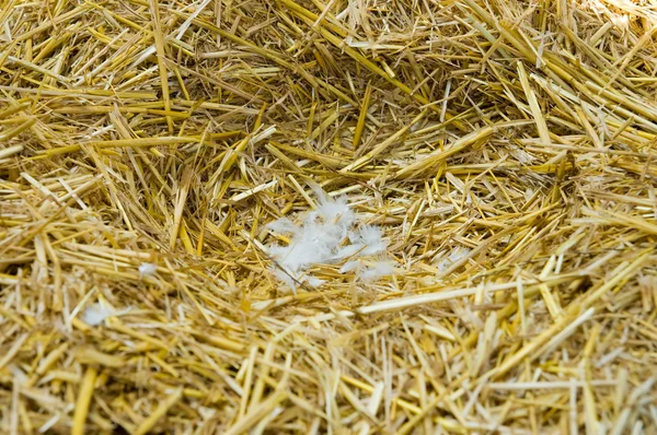 Nest in straw — Stock Photo, Image