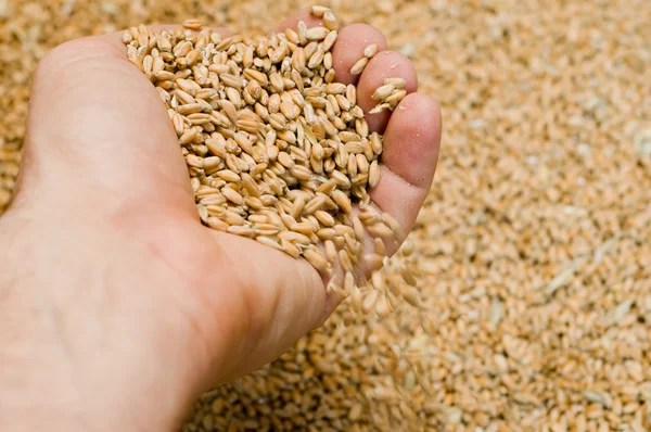 Grains in hand — Stock Photo, Image