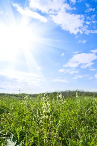 Łąka i słoneczny — Zdjęcie stockowe