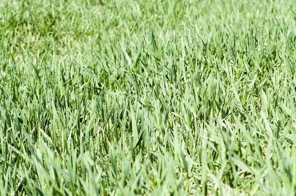 Groen gras dekking — Stockfoto