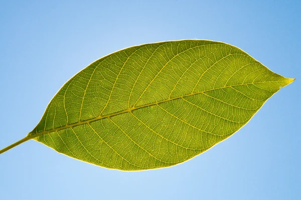 Zelený list, ořech — Stock fotografie