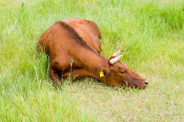 Vaca roja de la estepa —  Fotos de Stock