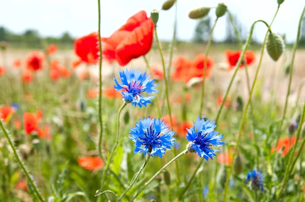 Meadow of poppies and cornflowers — Stock Photo, Image