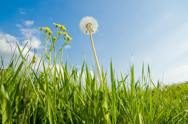 Old dandelion in green grass — Stock Photo, Image