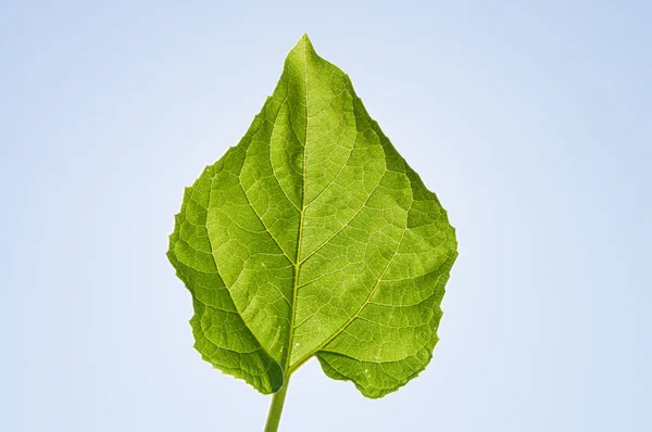 Листя зеленого Соняшники — стокове фото