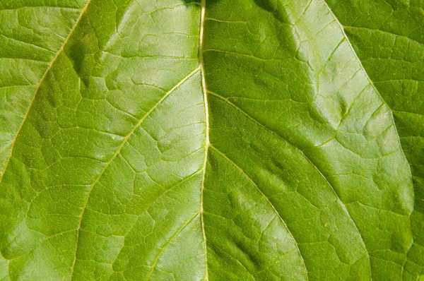 ヒマワリの葉 — ストック写真