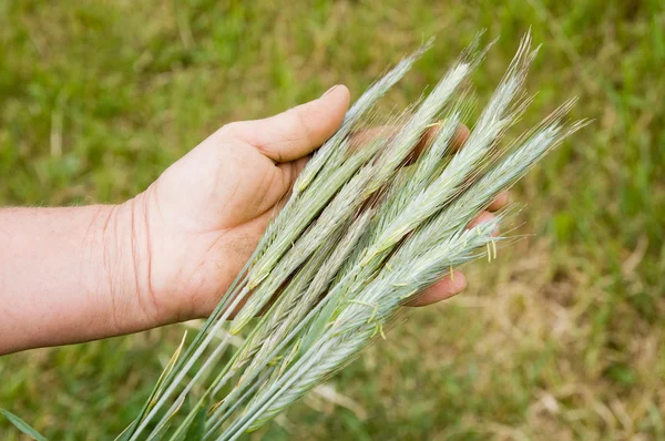 Descalzo sobre la hierba verde —  Fotos de Stock