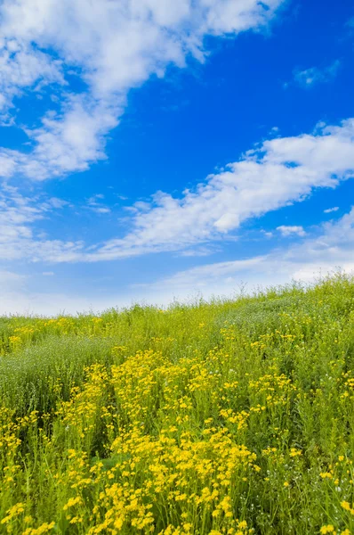 Grön äng och blå himmel — Stockfoto