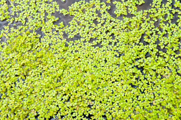 Green duckweed — Stock Photo, Image