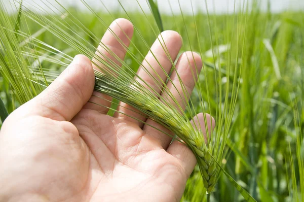 Green barley — Stock Photo, Image