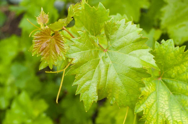 Bush of vine — Stock Photo, Image