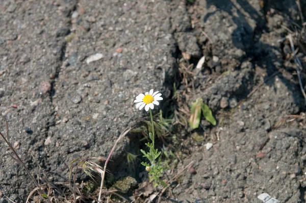 stock image Flower in black asphalt