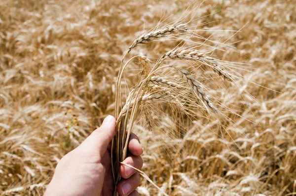 Hand with harvest — Stock Photo, Image