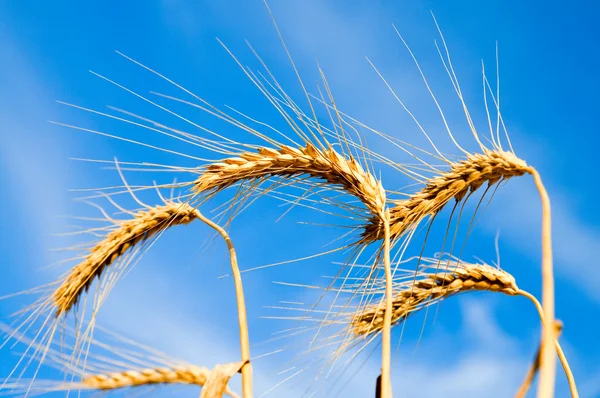 Ušima zralý pšenice — Stock fotografie