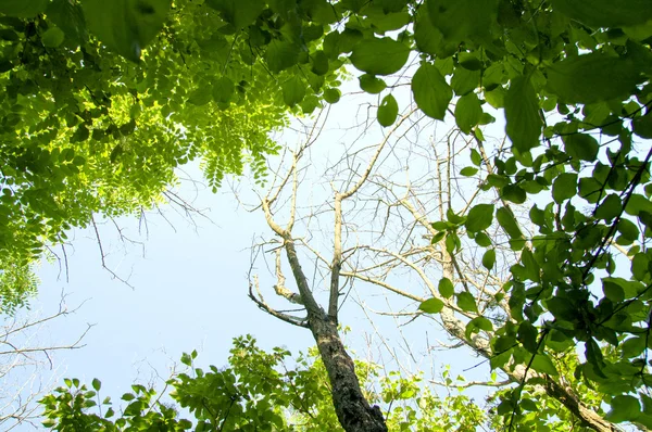 Rahmen mit Baum — Stockfoto