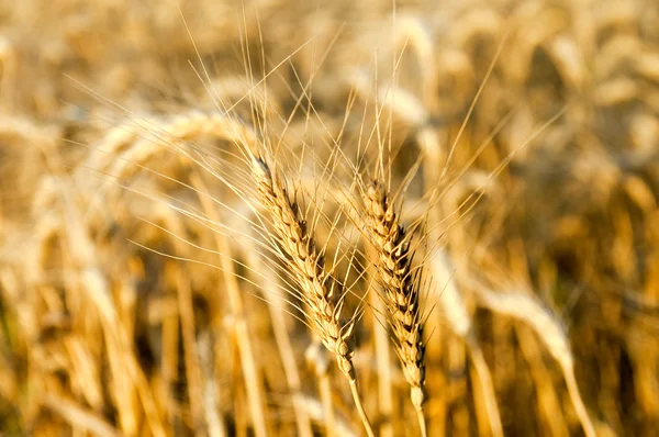 Espigas de trigo maduro — Foto de Stock