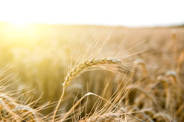 Колосья спелой пшеницы — стоковое фото