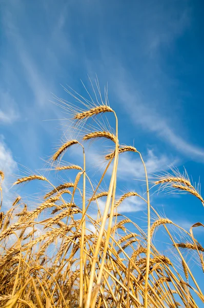 Uši zlaté pšenice — Stock fotografie