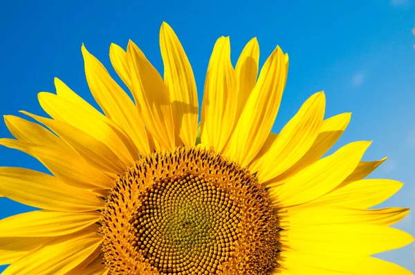Part of sunflower — Stock Photo, Image