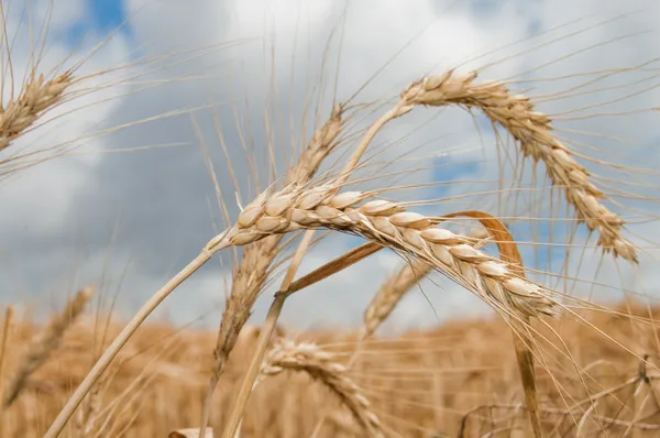 Zralé pšenice — Stock fotografie
