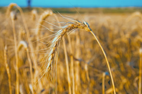 金小麦 — 图库照片