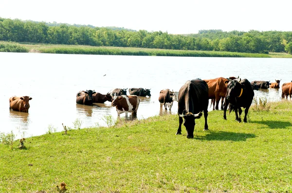 Sulama üzerinde inekler — Stok fotoğraf