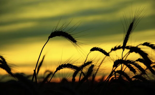 Reifer Weizen bei Sonnenuntergang — Stockfoto