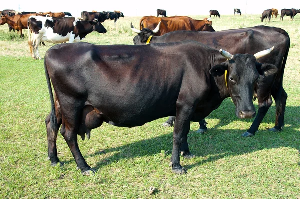 Kor på bete — Stockfoto