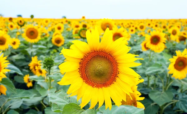 Zonnebloemen veld — Stockfoto