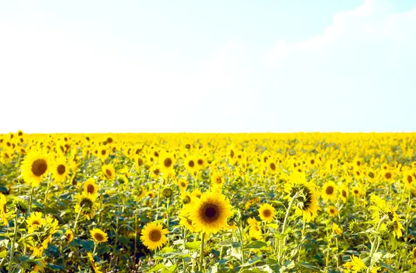 Zonnige zonnebloemen — Stockfoto