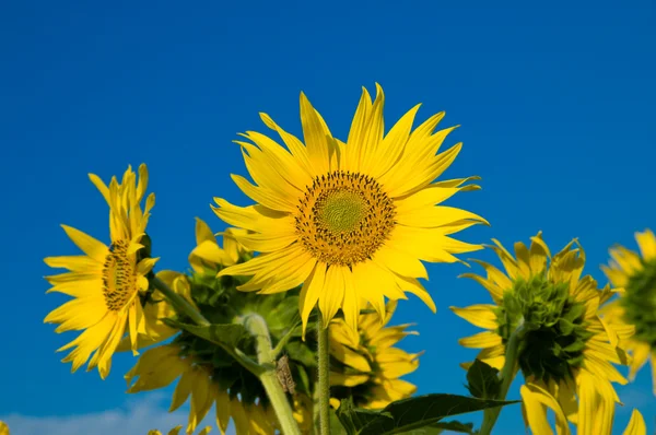 Sunflowers familie — Stock Photo, Image