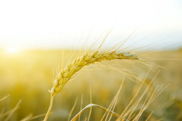 Cereales con sol —  Fotos de Stock