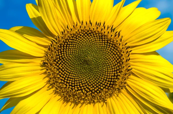 Beautiful sunflower — Stock Photo, Image
