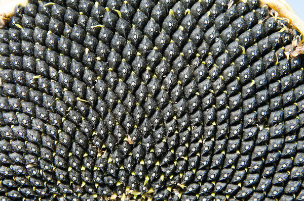 Black seed of sunflower