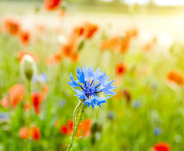 Blue cornflowers and red poppy — Stock Photo, Image