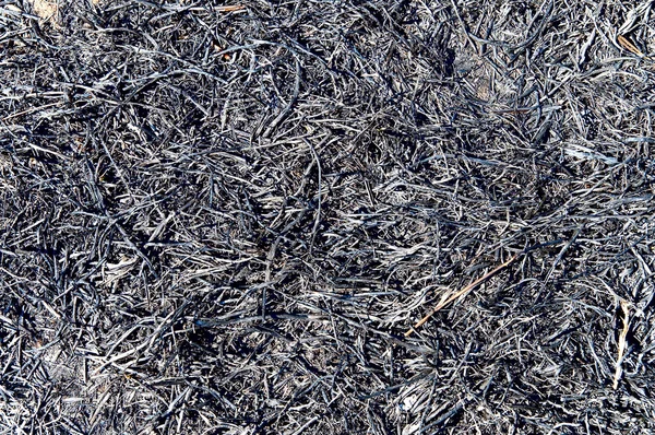 Black fire-damaged grass — Stock Photo, Image
