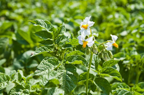 Flower of potato — Stock Photo, Image